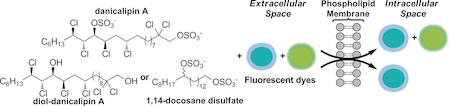 Biological Investigations of (+)-Danicalipin A Enabled Through Synthesis. A. M. Bailey, S. Wolfrum, E.M. Carreira, Angew. Chem. Int. Ed. 2015, 55, 639