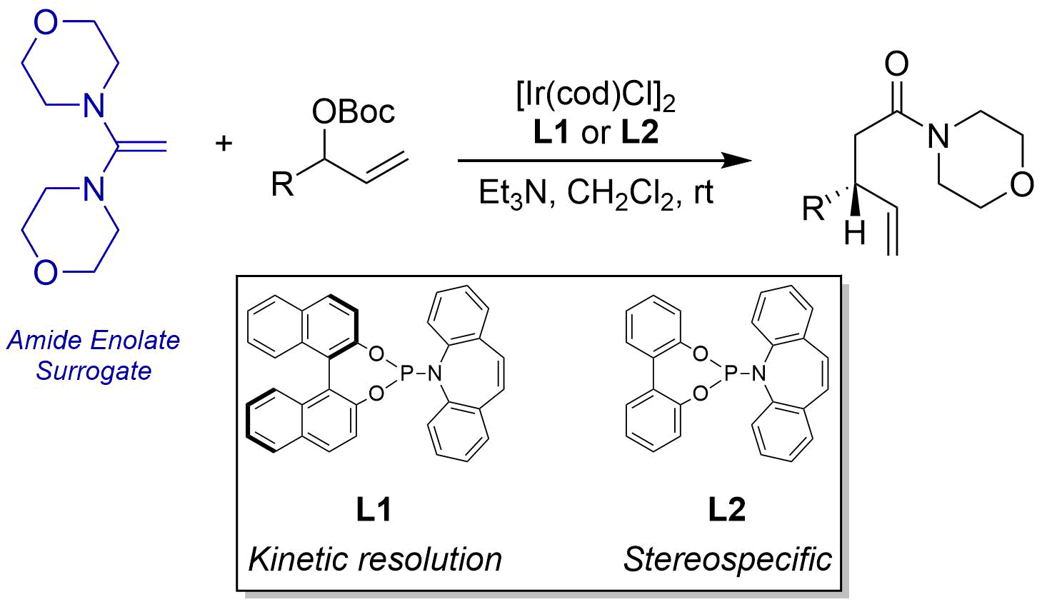 Morpholine Ketene Aminal as Amide Enolate Surrogate in Iridium‐Catalyzed Asymmetric Allylic Alkylation