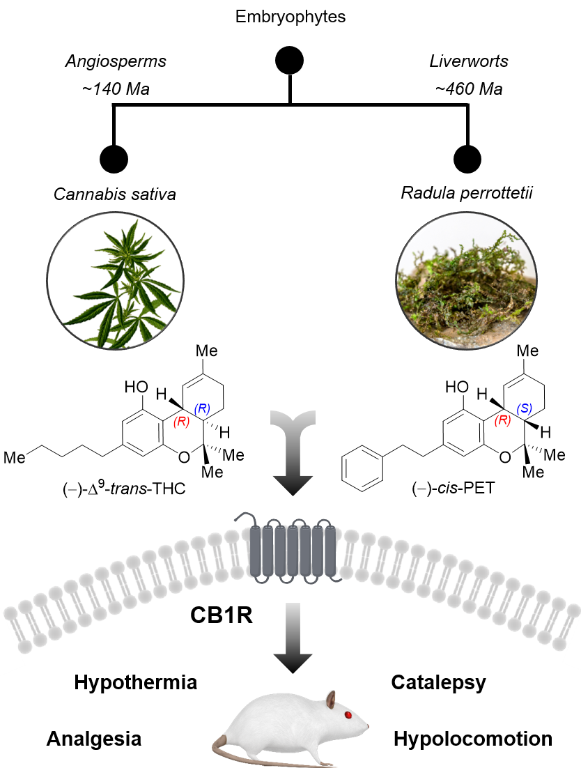 Uncovering the psychoactivity of a cannabinoid from liverworts associated with a legal high