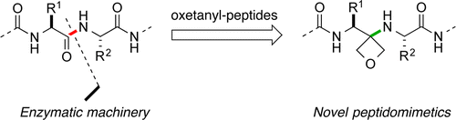 Four-Membered Ring-Containing Spirocycles: Synthetic Strategies and Opportunities. E.M. Carreira, T.C. Fessard, Chem. Rev. 2014, 114, 8257.