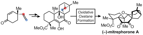 Total Synthesis of (–)-Mitrephorone A